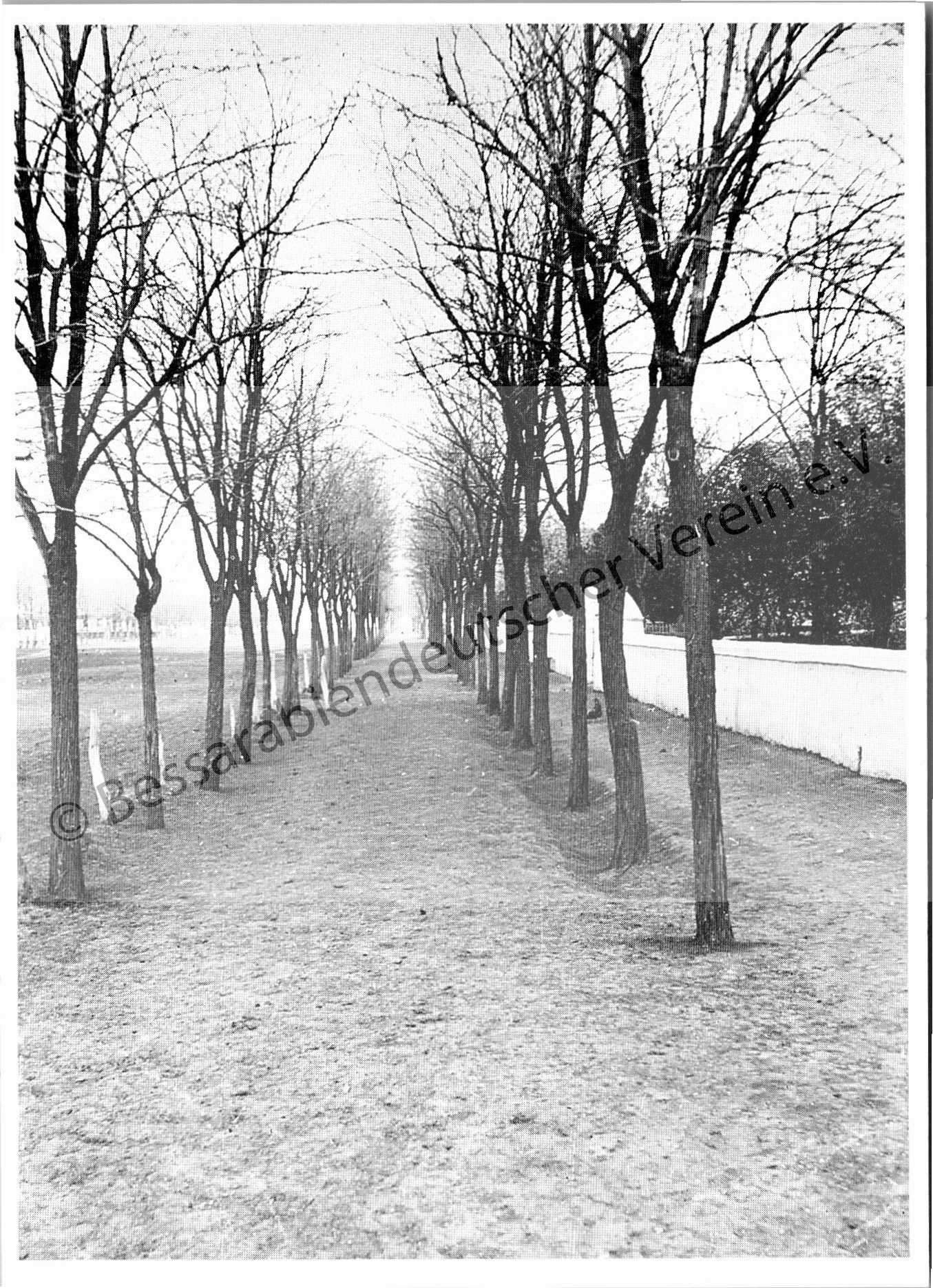 Postkarte - Andrejewka, Straßenallee mit Akazienbäumen
