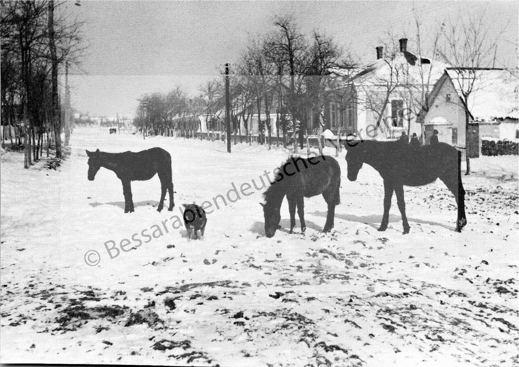 Postkarte - Tarutino, Fohlen auf der Straße ca. 1936
