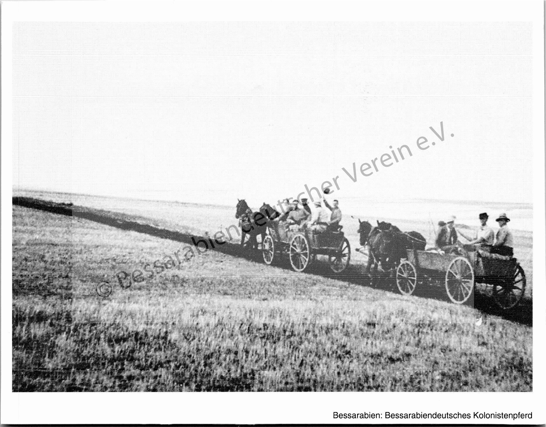 Postkarte - Das Kolonistenpferd 10