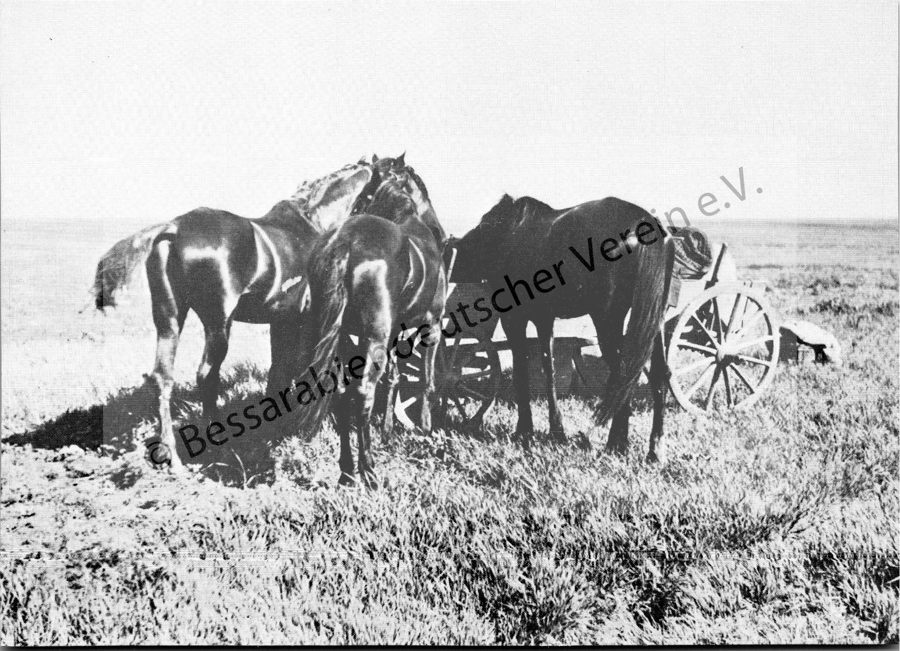 Postkarte - Beim Pferdefüttern auf der Steppe