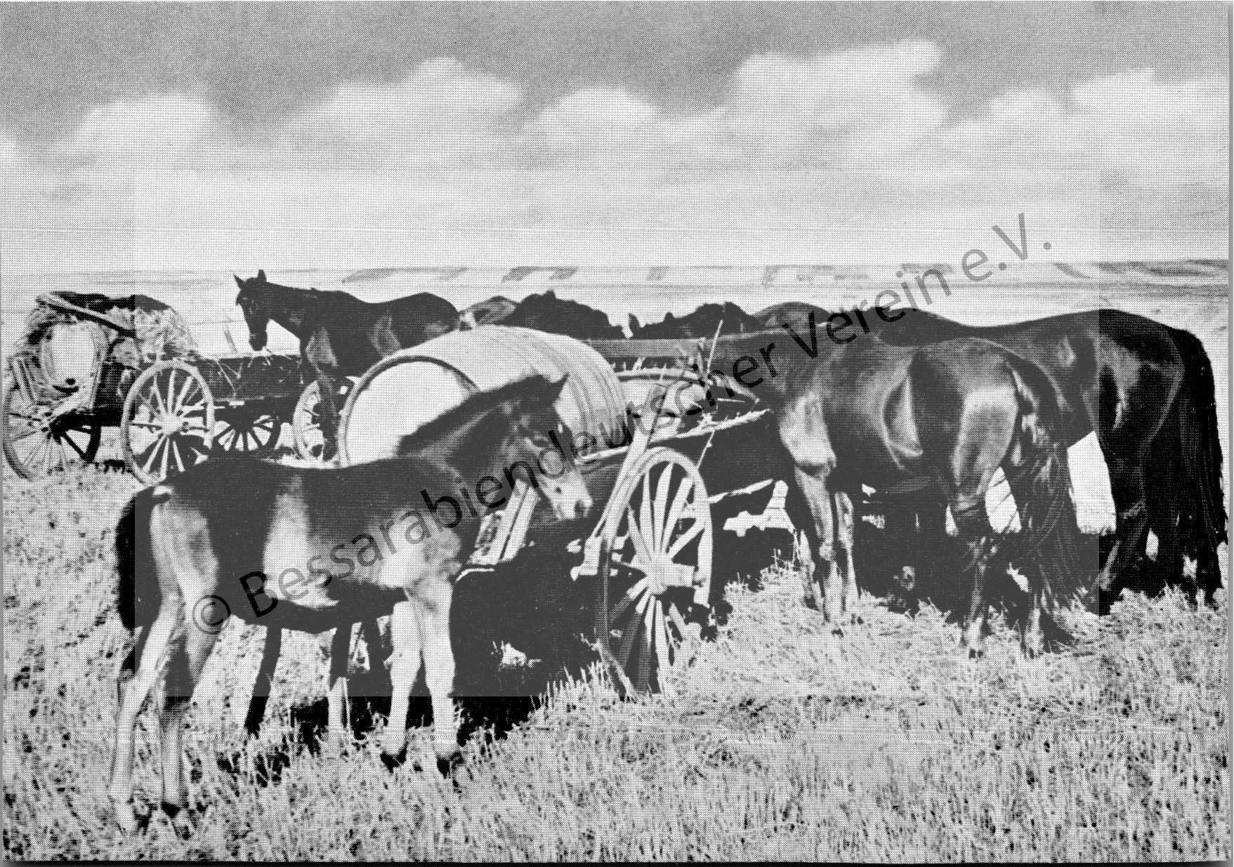 Postkarte - Pferdefüttern auf der Steppe