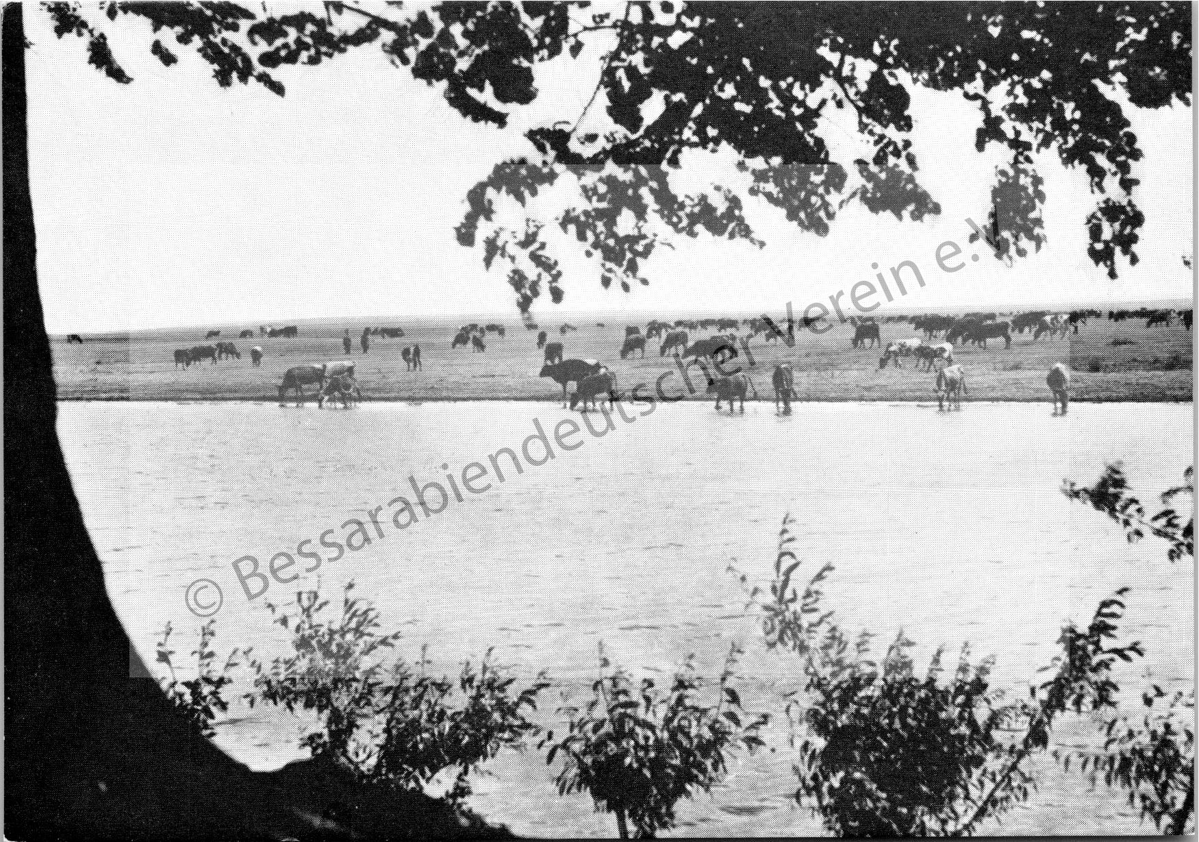 Postkarte - Weidende Viehherde am Steppenflüßchen Sarata