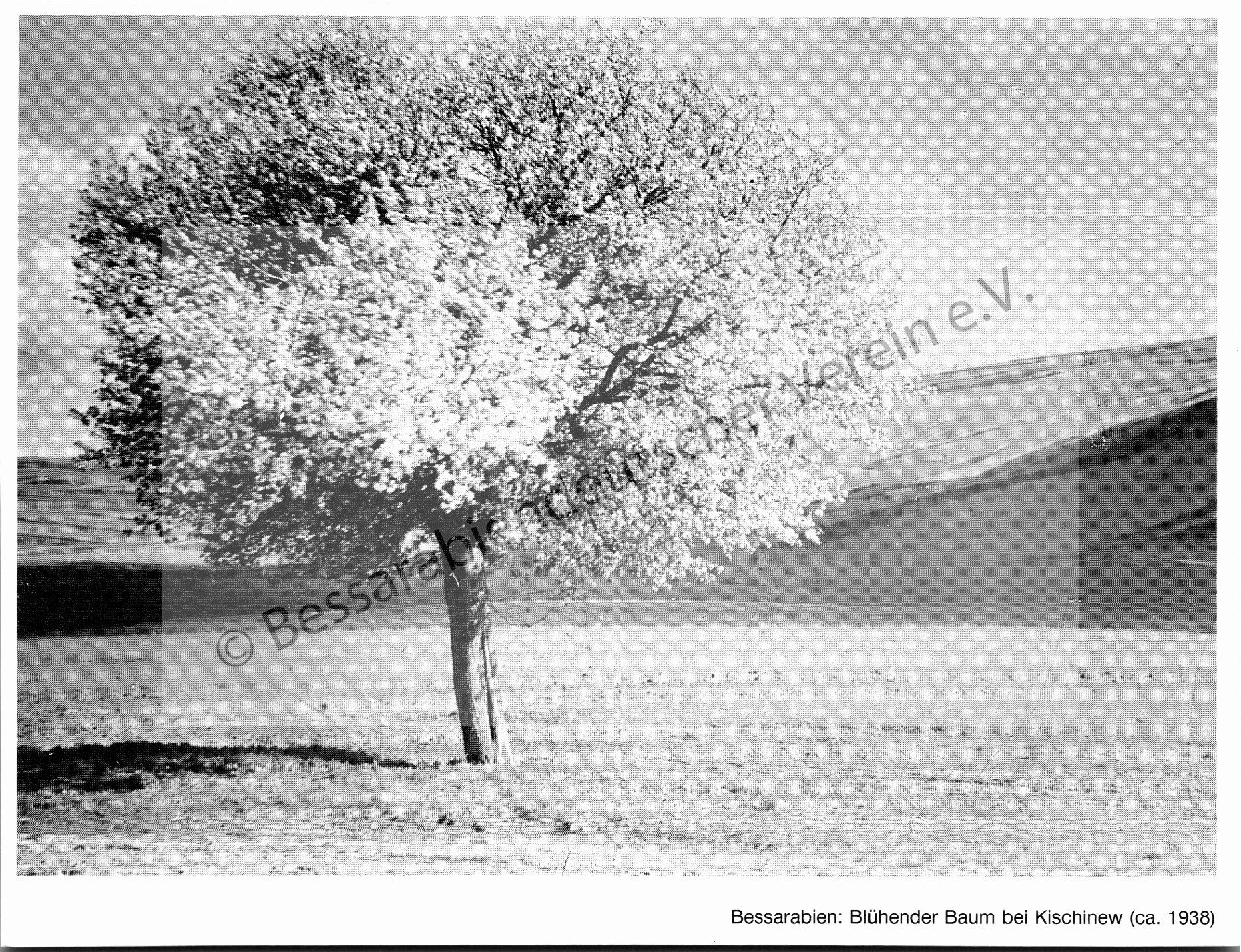 Postkarte - Blühender Baum bei Kischinew (ca. 1938)