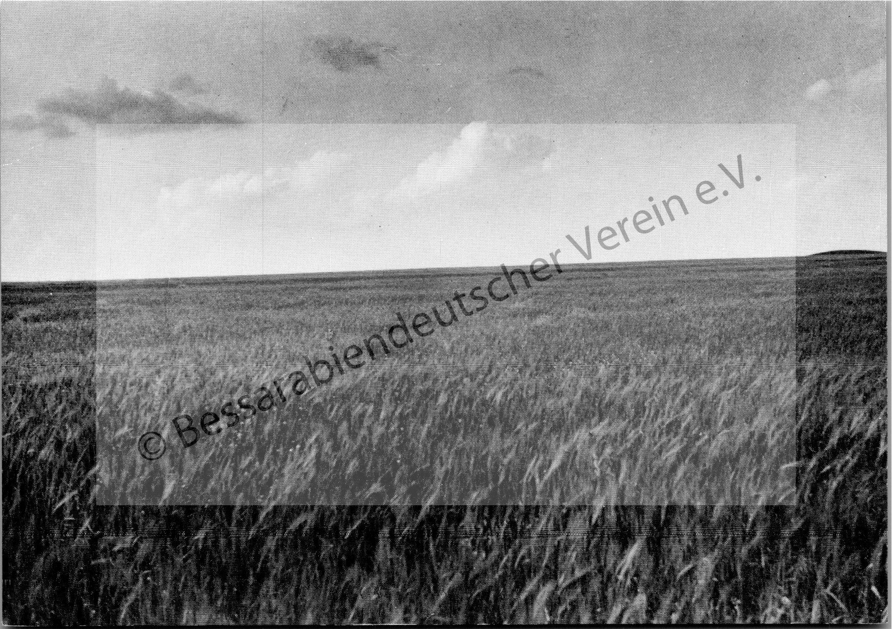 Postkarte - Ein Getreidefeld mit Grabhügel "Kurgan"