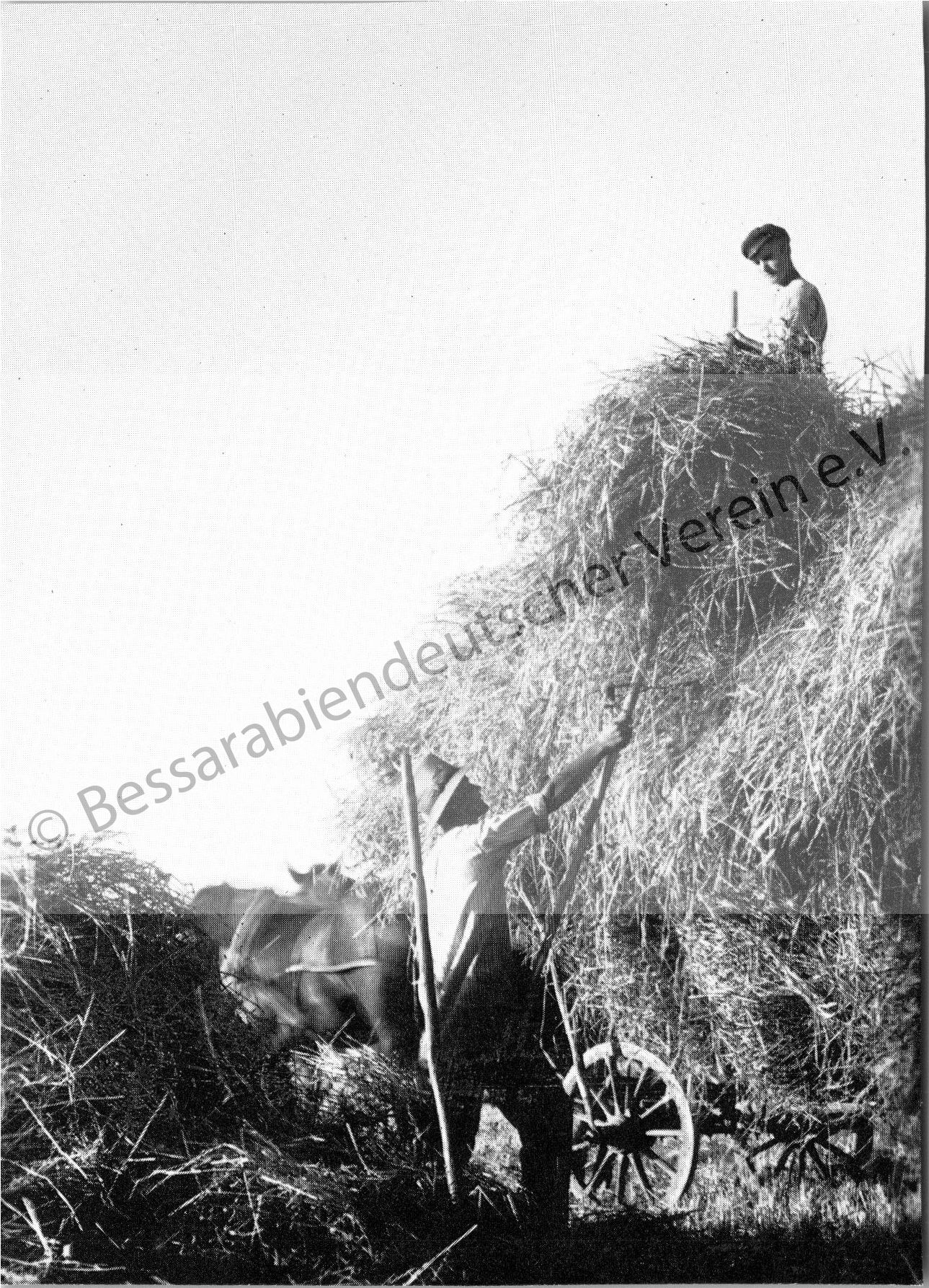 Postkarte - Beim Beladen des Erntewagens "Harbi"