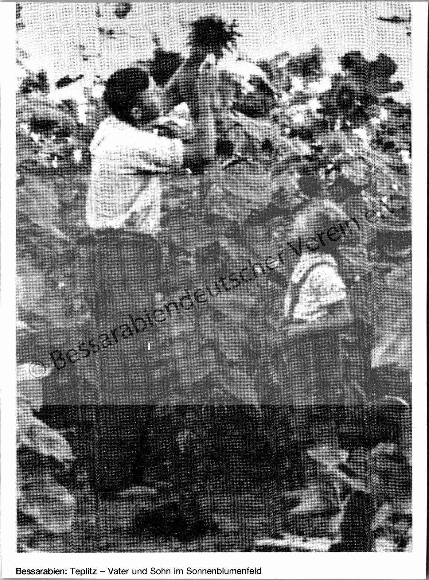 Postkarte - Teplitz, Vater und Sohn im Sonnenblumenfeld