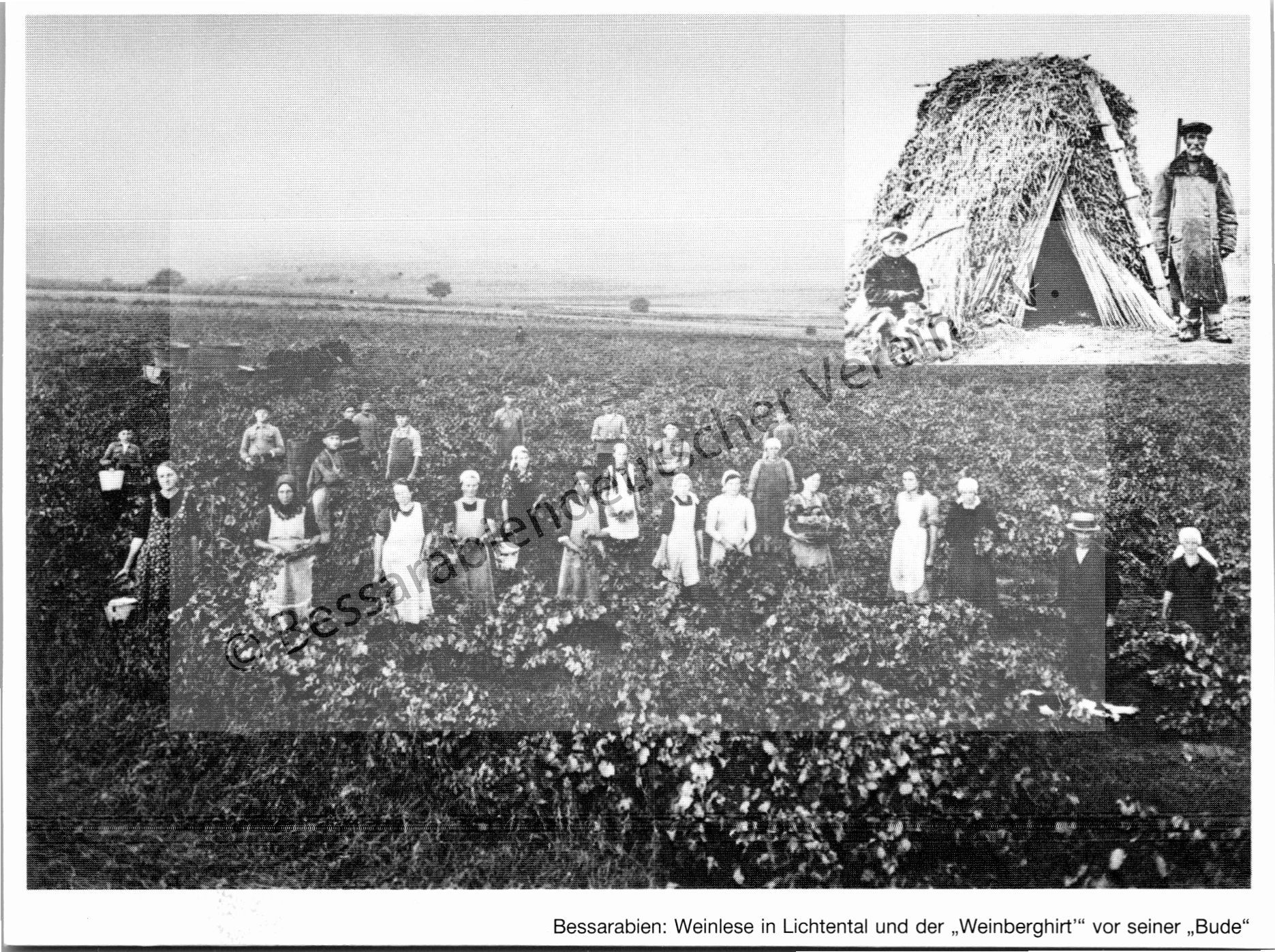 Postkarte - Weinlese in Lichtental und der Weinberghirt vor seiner Bude