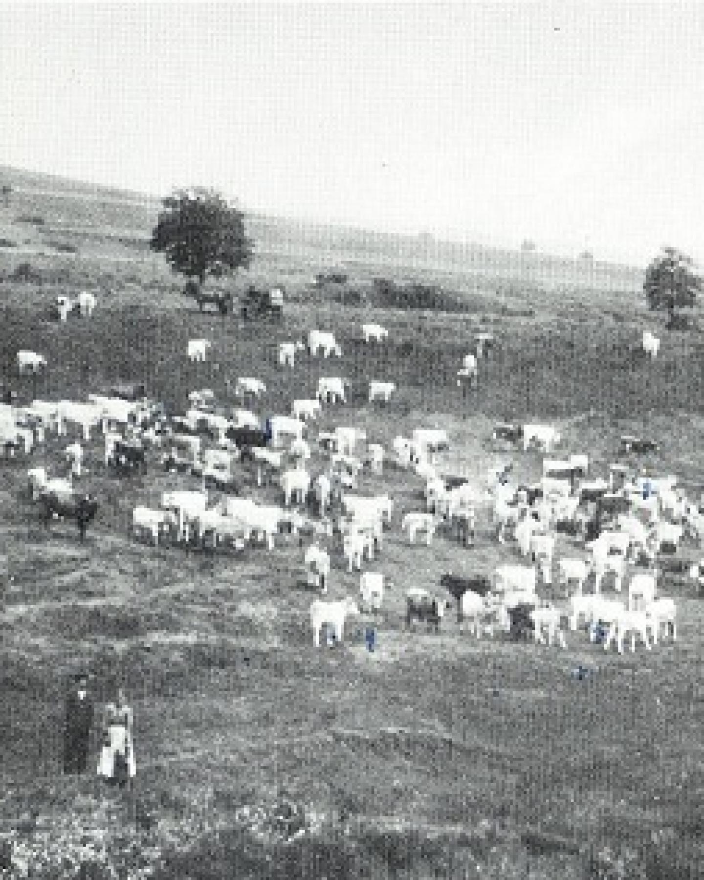 Danielsfeld