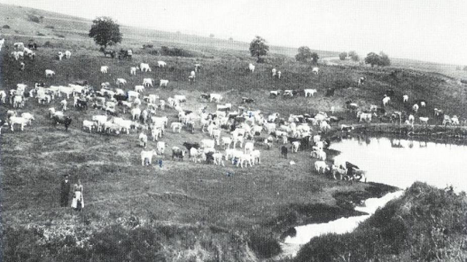 Danielsfeld