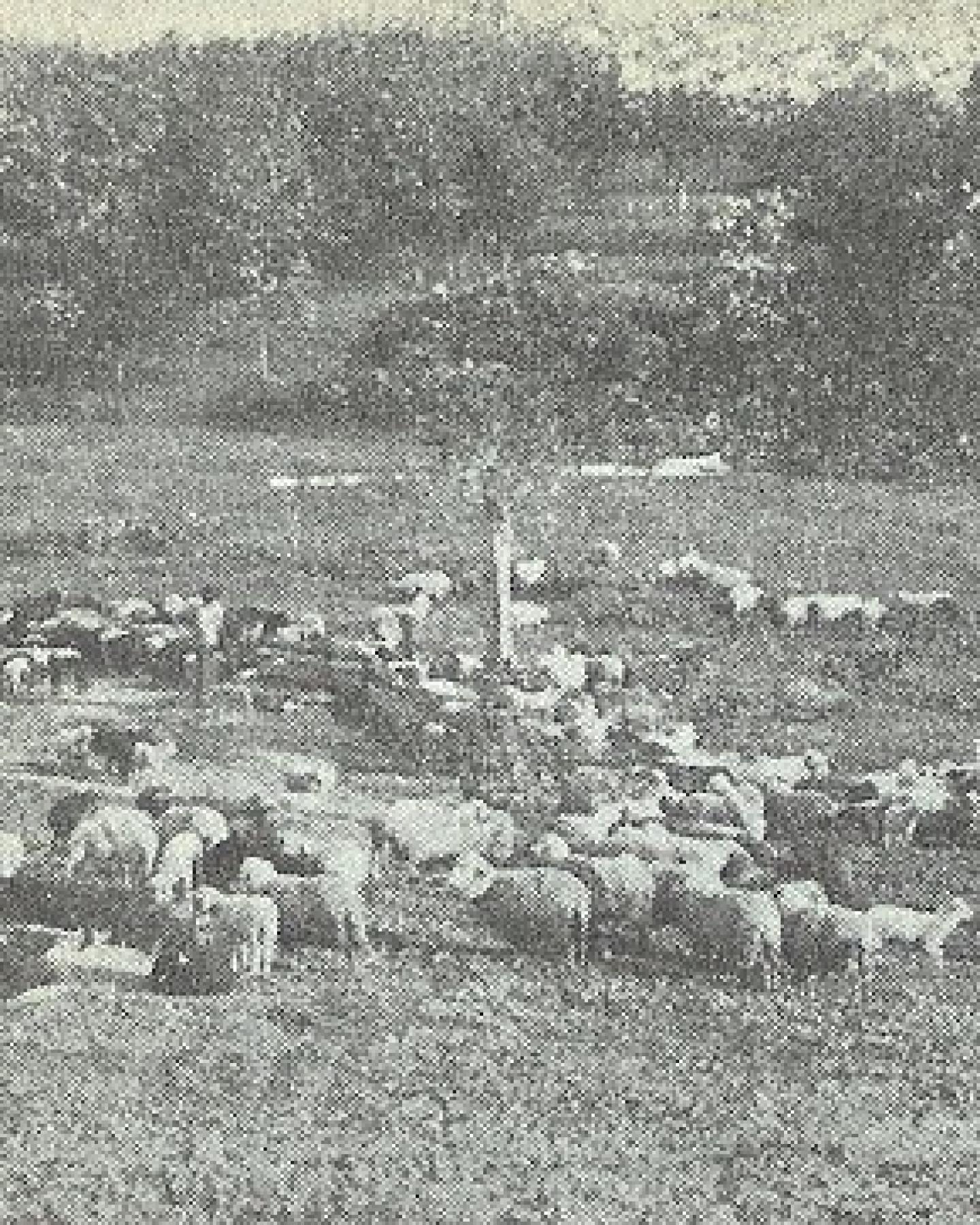Demir-Chadschi
