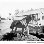 Postkarte - Deutsches Kolonistenpferd aus Baimaklia