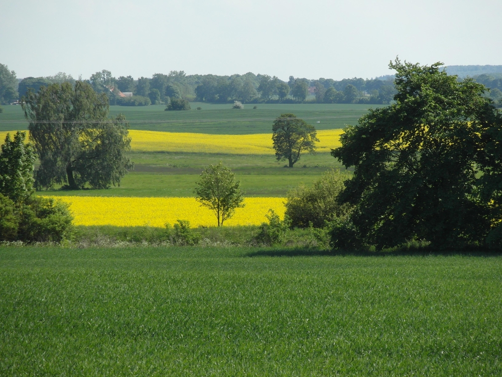 Landschaft bei Rosental/Westpreußen