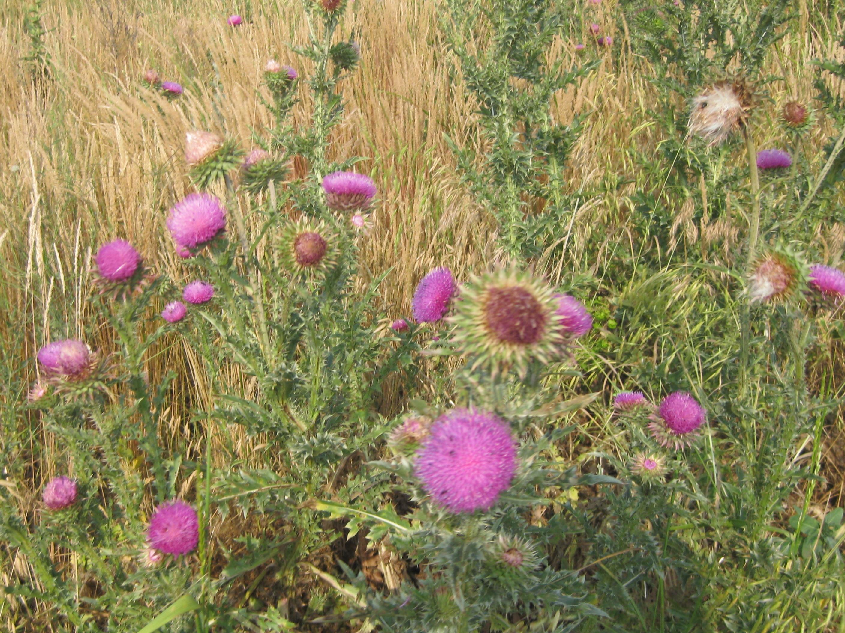 Blumen