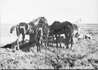  Postkarte - Beim Pferdefüttern auf der Steppe