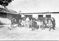  Postkarte - Pferde an der Futterkrippe auf einem Bauernhof