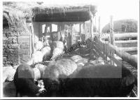  Postkarte - Der "Melkschäfer" beim Melken der Schafe 