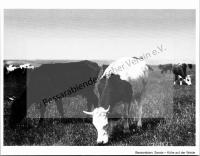  Postkarte - Sarata, Kühe auf der Weide