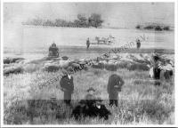  Postkarte - Schafherde auf der Weide (sehr alte Aufnahme)