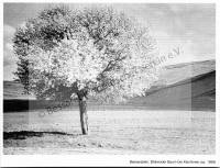  Postkarte - Blühender Baum bei Kischinew (ca. 1938)